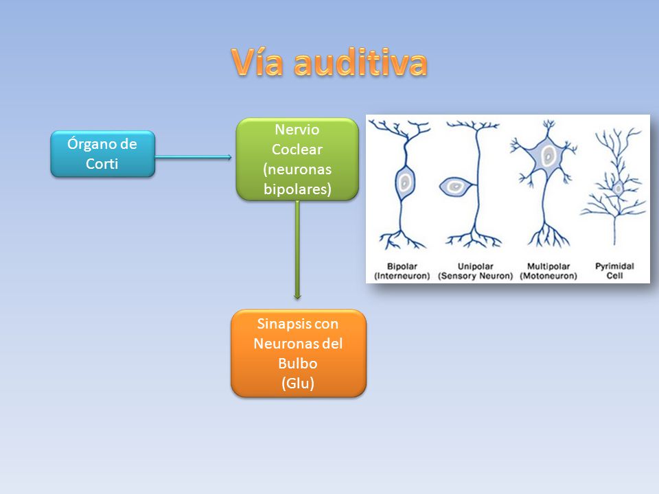 Vía auditiva Nervio Coclear Órgano de (neuronas bipolares) Corti