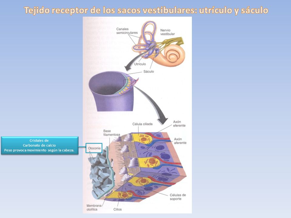 Tejido receptor de los sacos vestibulares: utrículo y sáculo