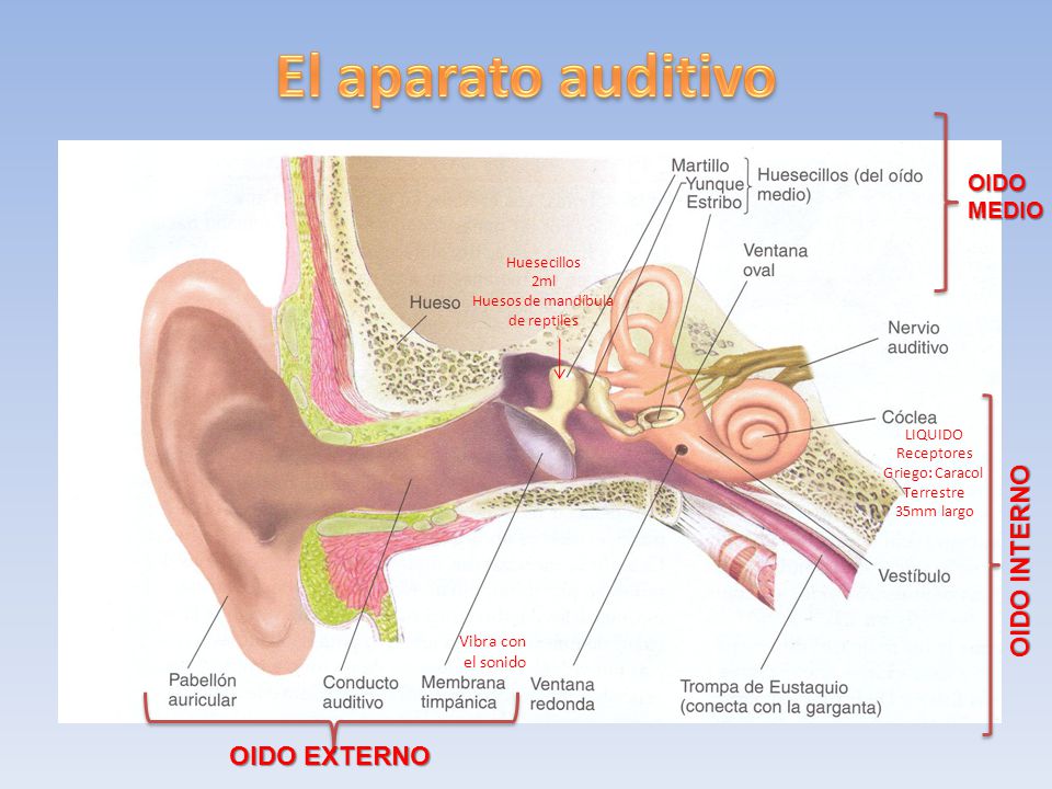 El aparato auditivo OIDO INTERNO OIDO EXTERNO OIDO MEDIO Vibra con