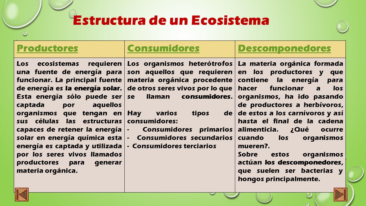 Estructura de un Ecosistema