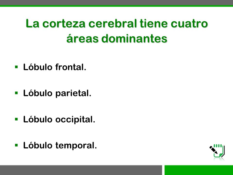 La corteza cerebral tiene cuatro áreas dominantes