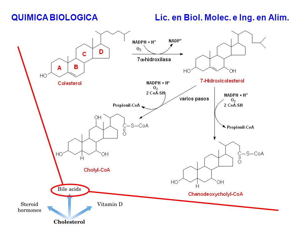 QUIMICA BIOLOGICA Lic. en Biol. Molec. e Ing. en Alim.
