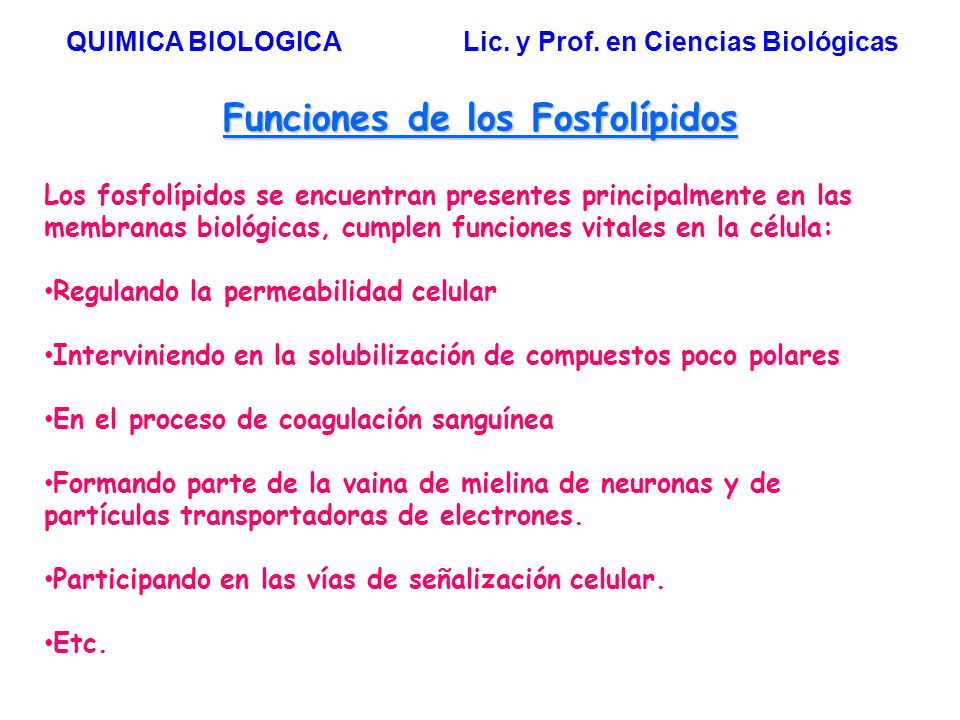 Funciones de los Fosfolípidos