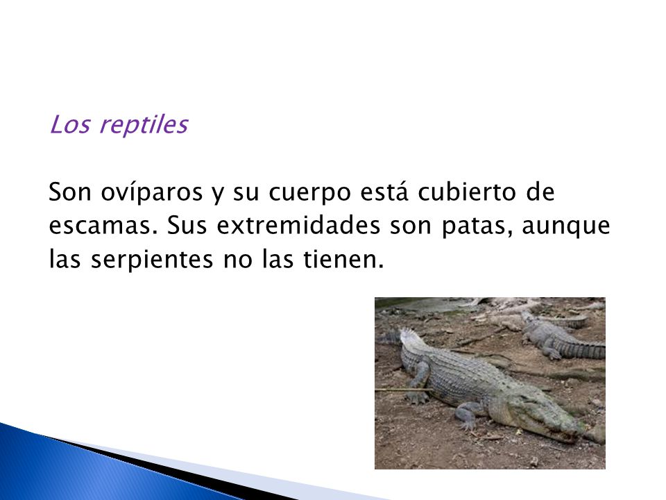 Los reptiles Son ovíparos y su cuerpo está cubierto de escamas