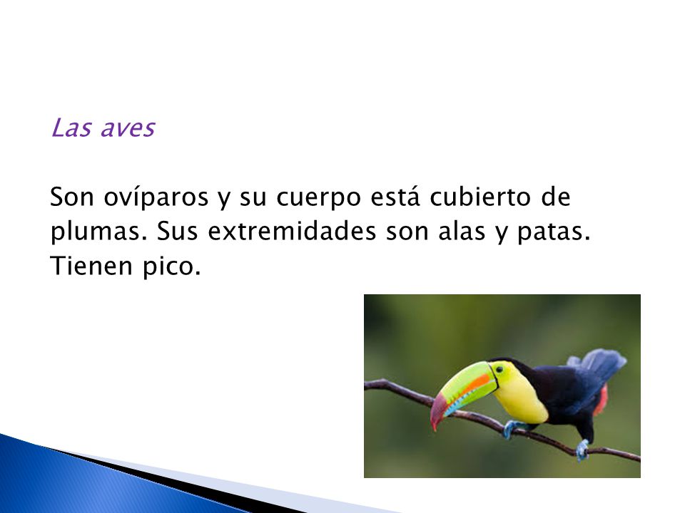 Las aves Son ovíparos y su cuerpo está cubierto de plumas