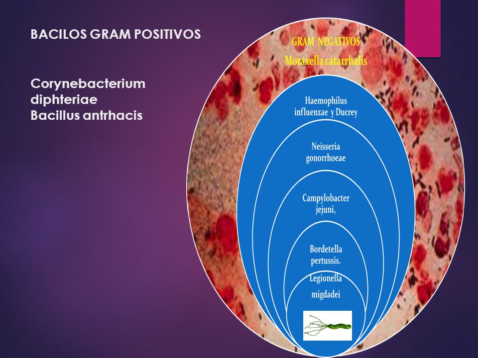 BACILOS GRAM POSITIVOS Corynebacterium diphteriae Bacillus antrhacis
