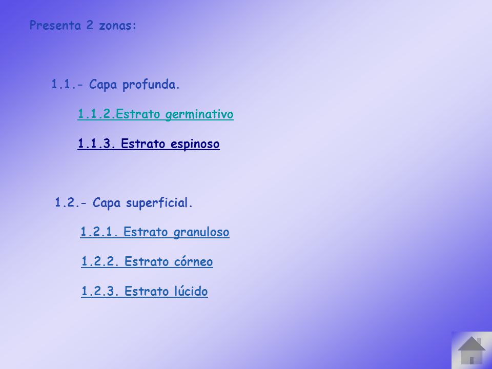 Presenta 2 zonas: Capa profunda Estrato germinativo Estrato espinoso Capa superficial.