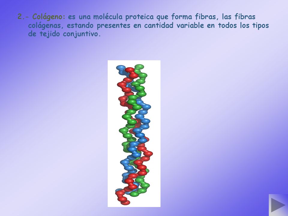 2.- Colágeno: es una molécula proteica que forma fibras, las fibras colágenas, estando presentes en cantidad variable en todos los tipos de tejido conjuntivo.