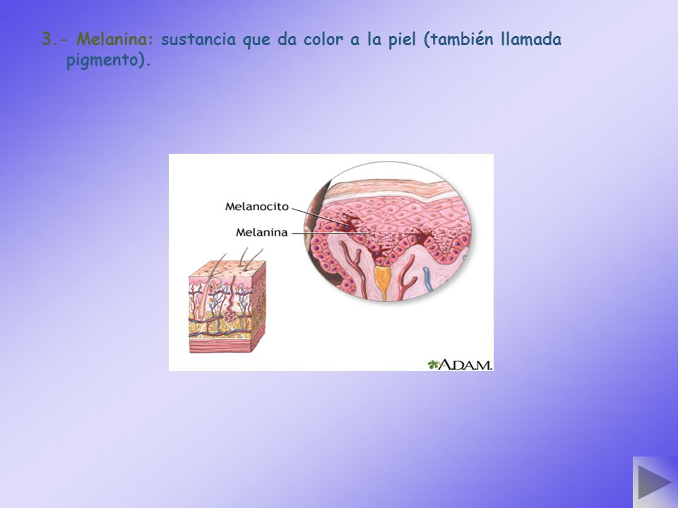 3.- Melanina: sustancia que da color a la piel (también llamada pigmento).