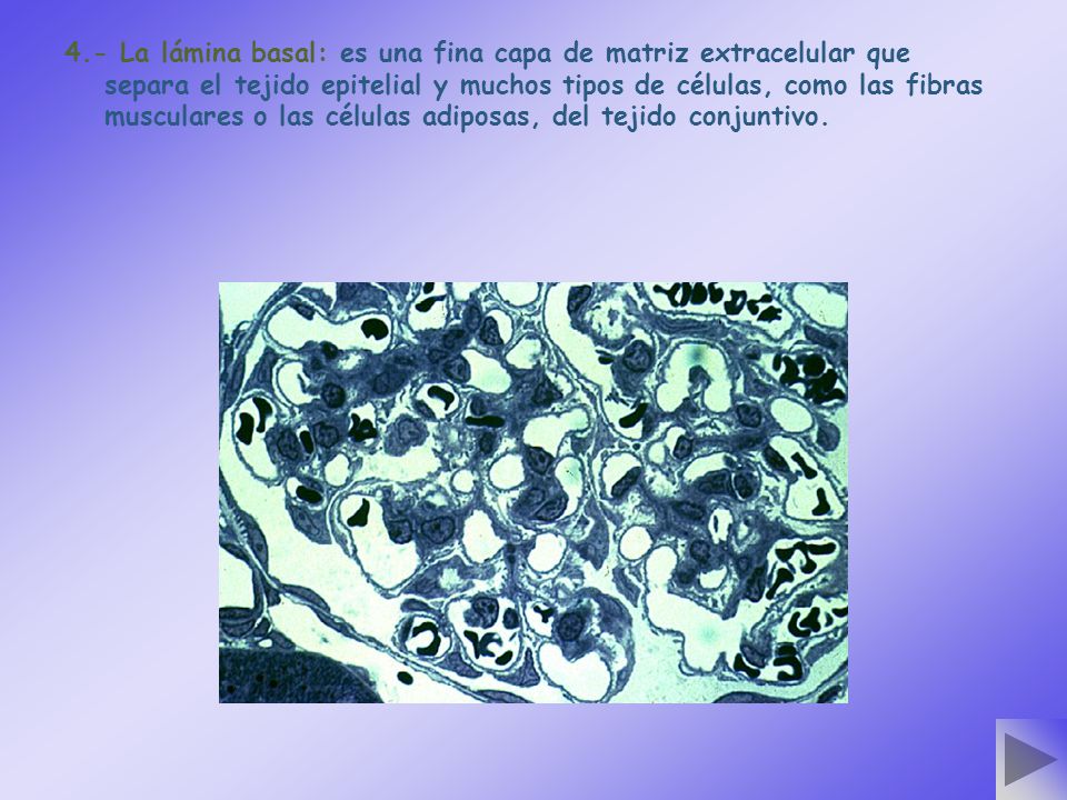4.- La lámina basal: es una fina capa de matriz extracelular que separa el tejido epitelial y muchos tipos de células, como las fibras musculares o las células adiposas, del tejido conjuntivo.