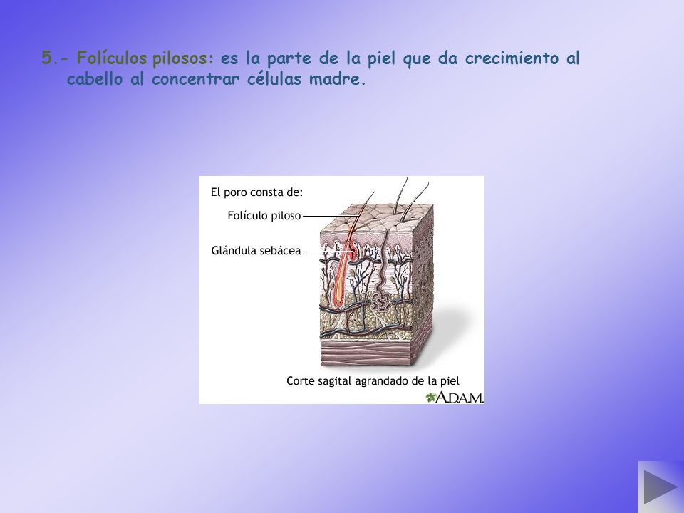 5.- Folículos pilosos: es la parte de la piel que da crecimiento al cabello al concentrar células madre.