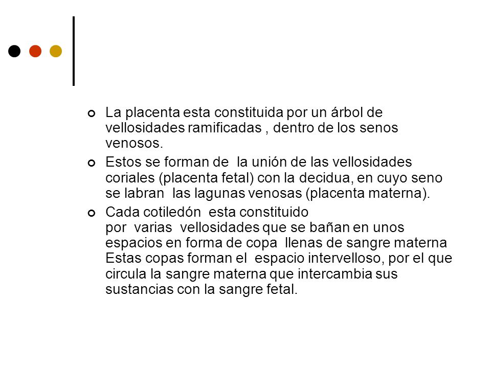 La placenta esta constituida por un árbol de vellosidades ramificadas , dentro de los senos venosos.