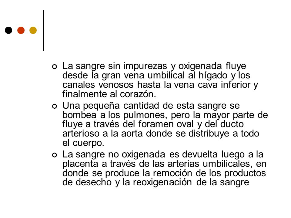 La sangre sin impurezas y oxigenada fluye desde la gran vena umbilical al hígado y los canales venosos hasta la vena cava inferior y finalmente al corazón.