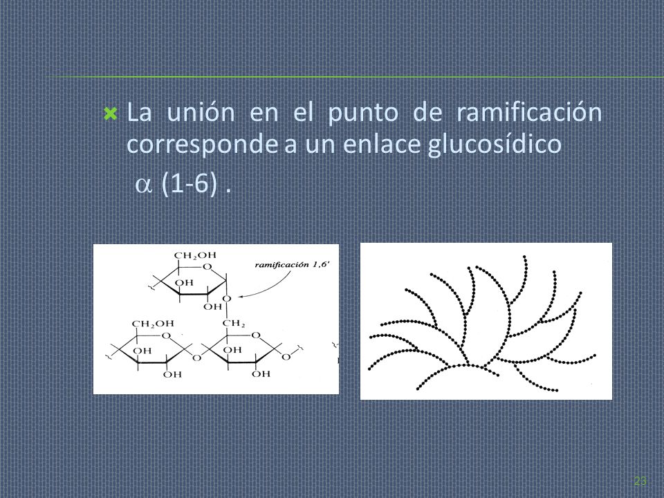 La unión en el punto de ramificación corresponde a un enlace glucosídico