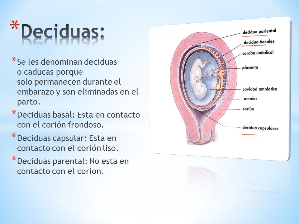 Deciduas: Se les denominan deciduas o caducas porque solo permanecen durante el embarazo y son eliminadas en el parto.