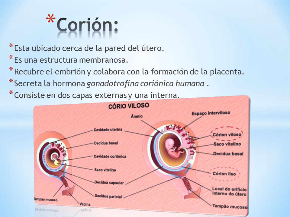 Corión: Esta ubicado cerca de la pared del útero.