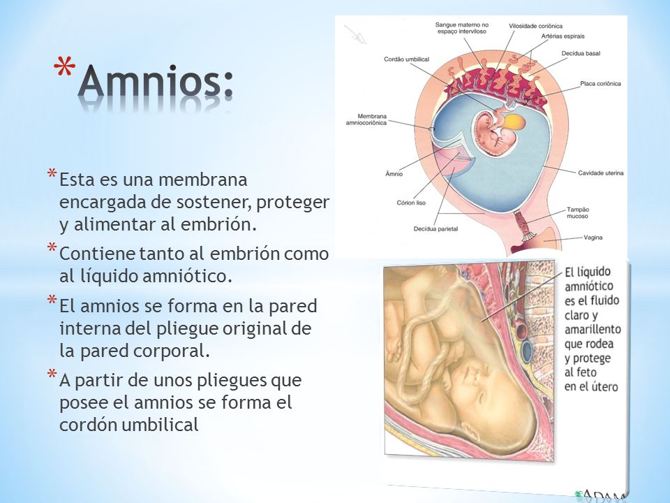 Amnios: Esta es una membrana encargada de sostener, proteger y alimentar al embrión. Contiene tanto al embrión como al líquido amniótico.