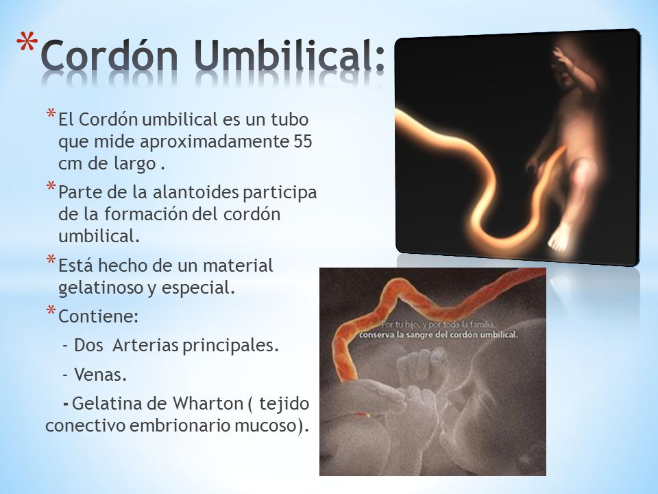 Cordón Umbilical: El Cordón umbilical es un tubo que mide aproximadamente 55 cm de largo .
