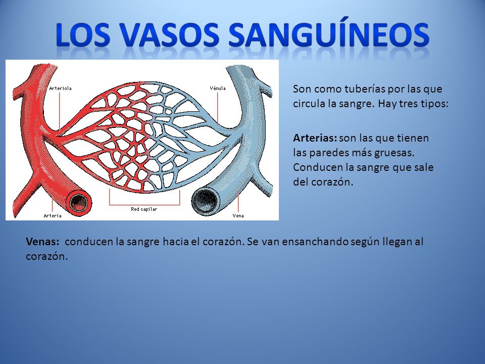 Los vasos sanguíneos Son como tuberías por las que circula la sangre. Hay tres tipos: