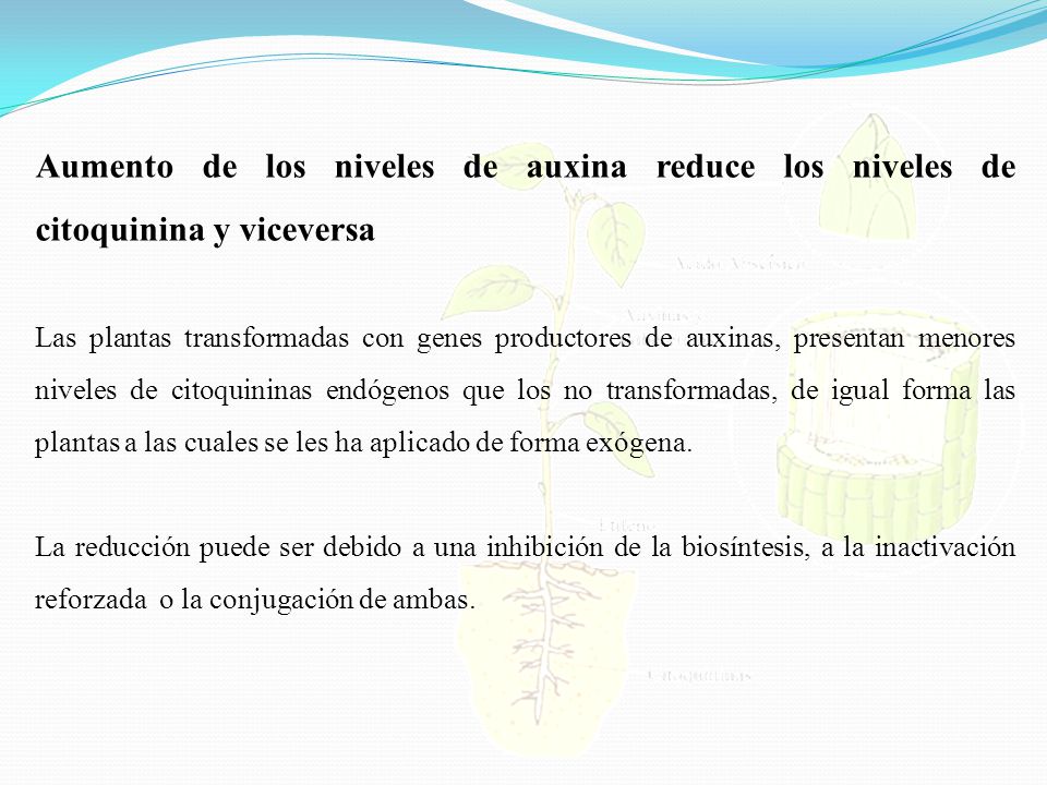 Aumento de los niveles de auxina reduce los niveles de citoquinina y viceversa