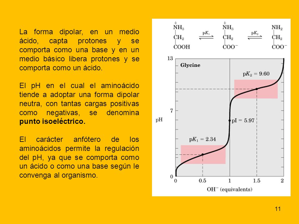 La forma dipolar, en un medio ácido, capta protones y se comporta como una base y en un medio básico libera protones y se comporta como un ácido.