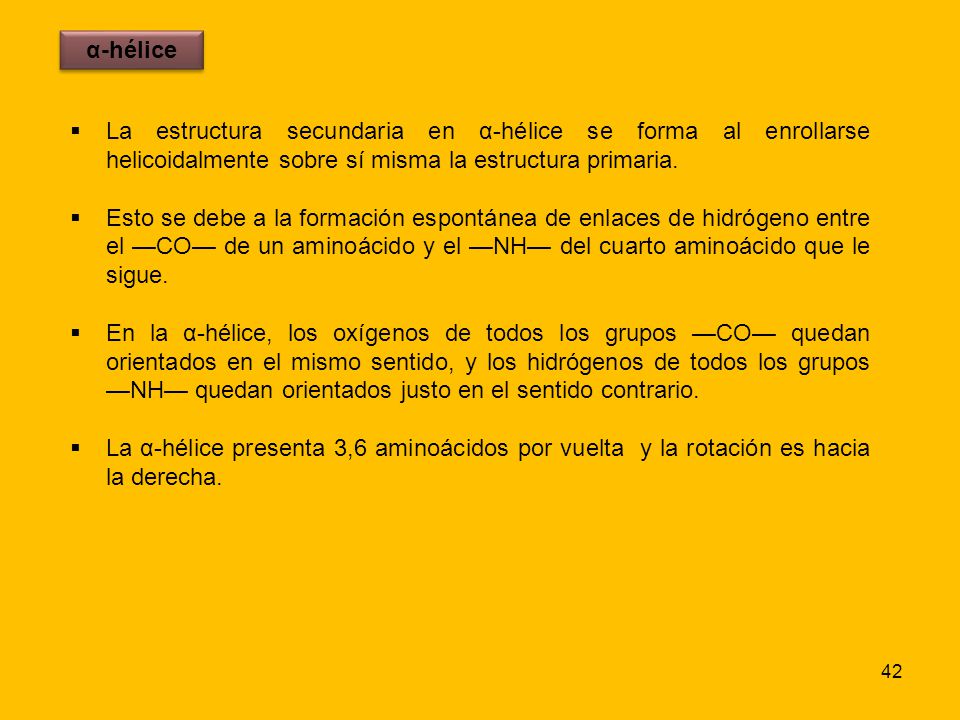 α-hélice La estructura secundaria en α-hélice se forma al enrollarse helicoidalmente sobre sí misma la estructura primaria.