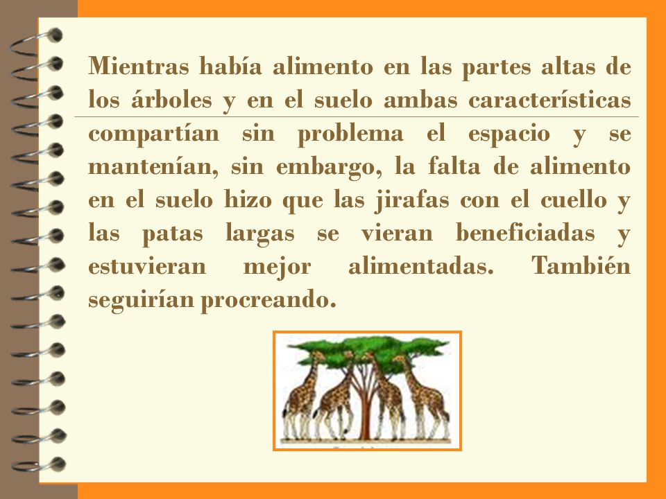 Mientras había alimento en las partes altas de los árboles y en el suelo ambas características compartían sin problema el espacio y se mantenían, sin embargo, la falta de alimento en el suelo hizo que las jirafas con el cuello y las patas largas se vieran beneficiadas y estuvieran mejor alimentadas.