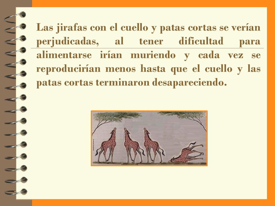 Las jirafas con el cuello y patas cortas se verían perjudicadas, al tener dificultad para alimentarse irían muriendo y cada vez se reproducirían menos hasta que el cuello y las patas cortas terminaron desapareciendo.