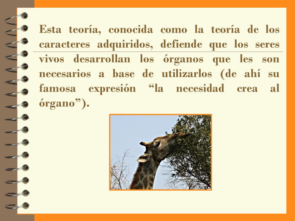 Esta teoría, conocida como la teoría de los caracteres adquiridos, defiende que los seres vivos desarrollan los órganos que les son necesarios a base de utilizarlos (de ahí su famosa expresión la necesidad crea al órgano ).