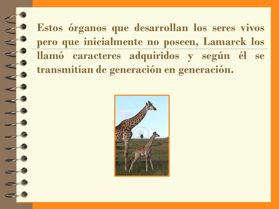 Estos órganos que desarrollan los seres vivos pero que inicialmente no poseen, Lamarck los llamó caracteres adquiridos y según él se transmitían de generación en generación.