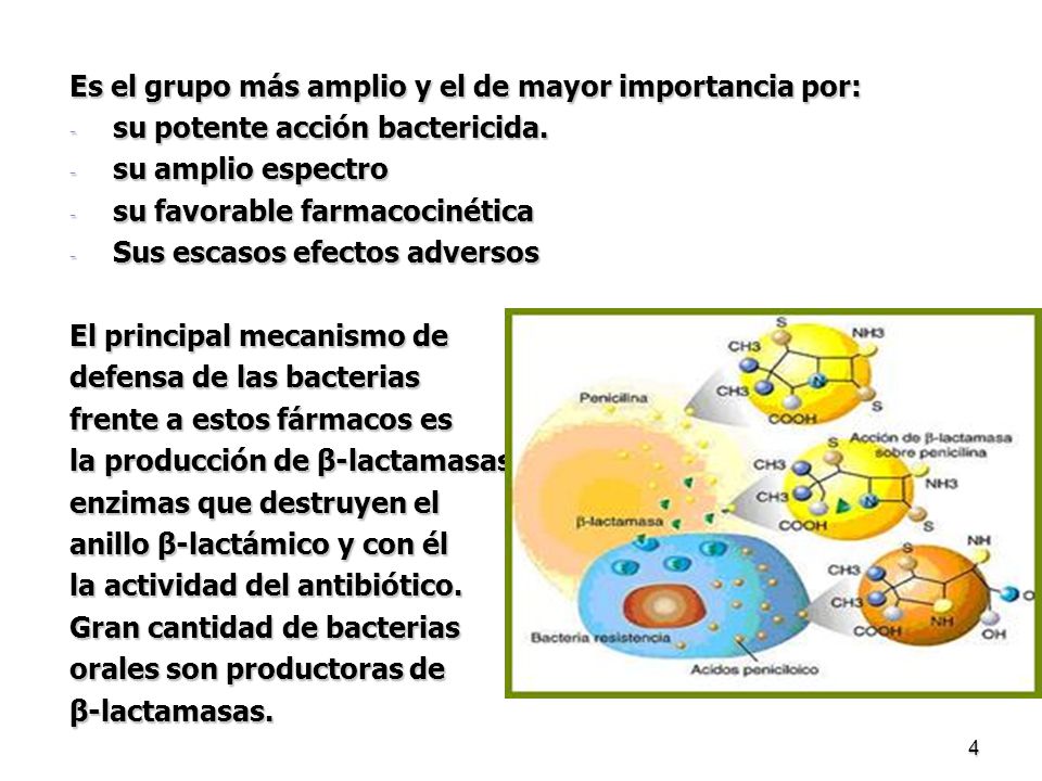 Es el grupo más amplio y el de mayor importancia por: