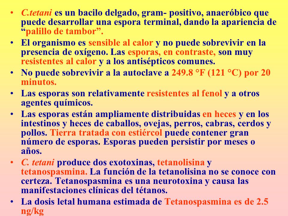 C.tetani es un bacilo delgado, gram- positivo, anaeróbico que puede desarrollar una espora terminal, dando la apariencia de palillo de tambor .