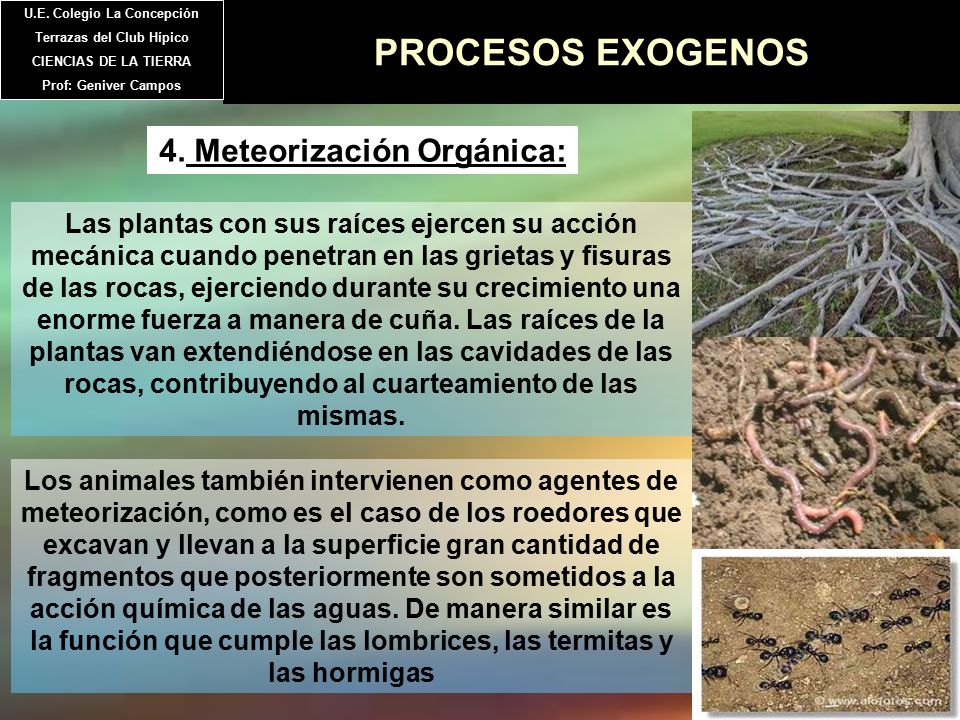 PROCESOS EXOGENOS 4. Meteorización Orgánica: