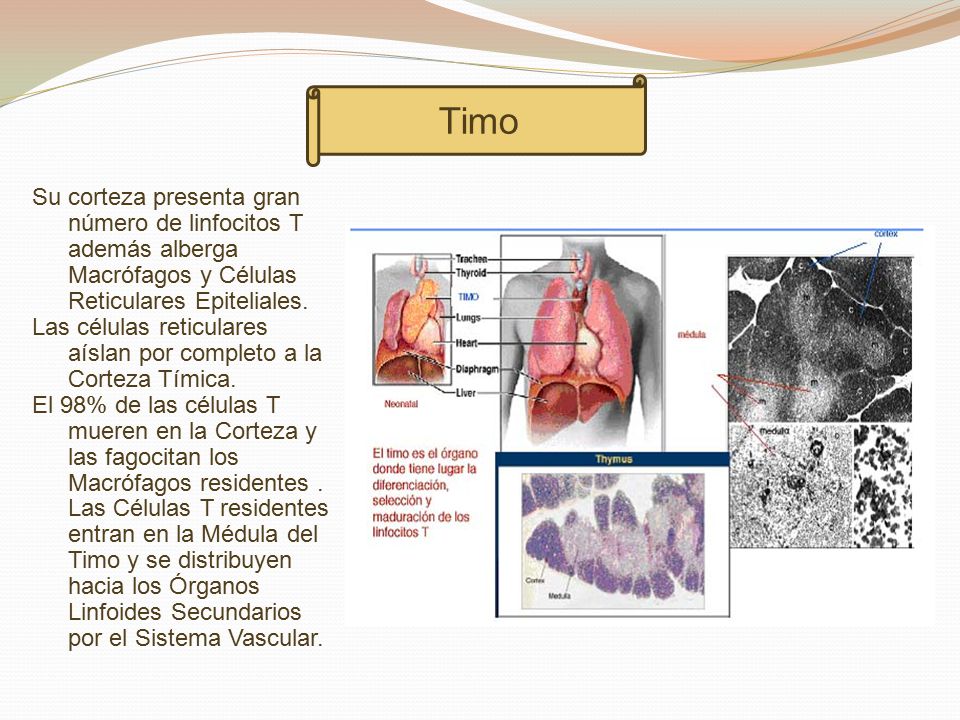 Timo Su corteza presenta gran número de linfocitos T además alberga Macrófagos y Células Reticulares Epiteliales.