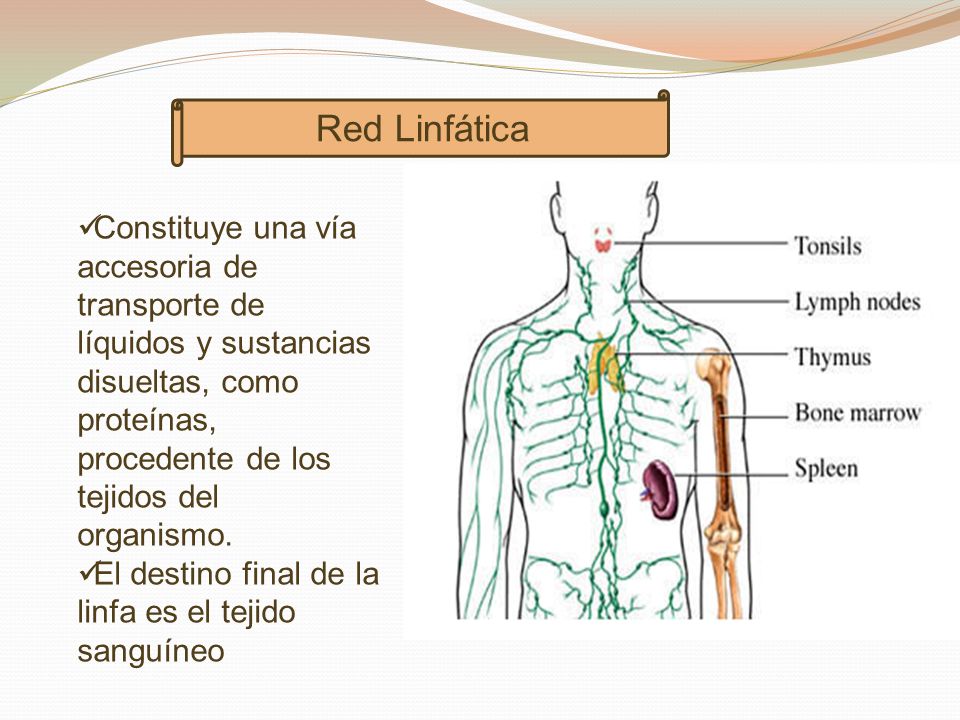 Red Linfática Constituye una vía accesoria de transporte de líquidos y sustancias disueltas, como proteínas, procedente de los tejidos del organismo.