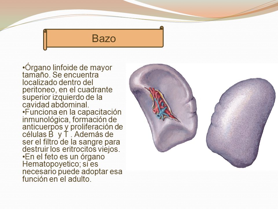 Bazo Órgano linfoide de mayor tamaño. Se encuentra localizado dentro del peritoneo, en el cuadrante superior izquierdo de la cavidad abdominal.