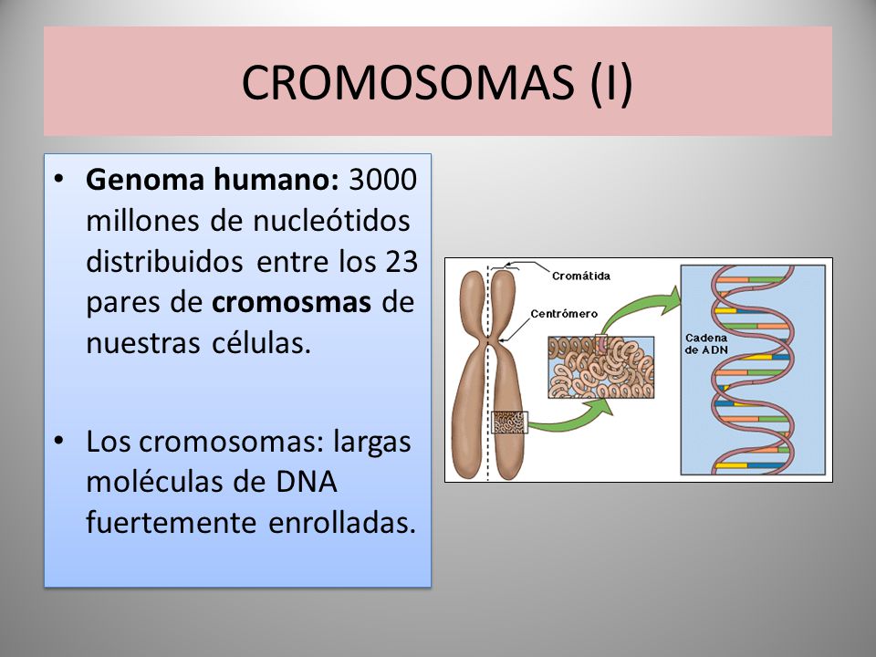 CROMOSOMAS (I) Genoma humano: 3000 millones de nucleótidos distribuidos entre los 23 pares de cromosmas de nuestras células.