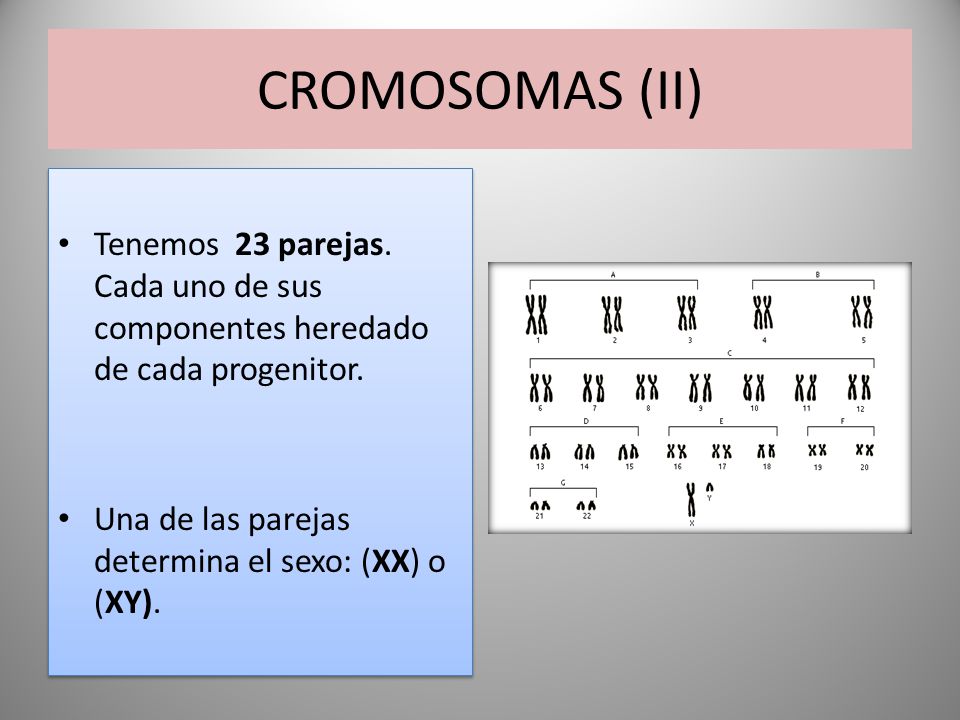 CROMOSOMAS (II) Tenemos 23 parejas. Cada uno de sus componentes heredado de cada progenitor.