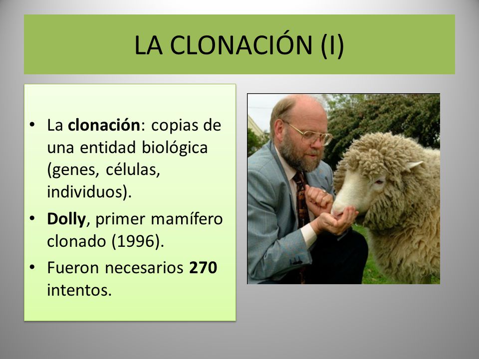 LA CLONACIÓN (I) La clonación: copias de una entidad biológica (genes, células, individuos). Dolly, primer mamífero clonado (1996).