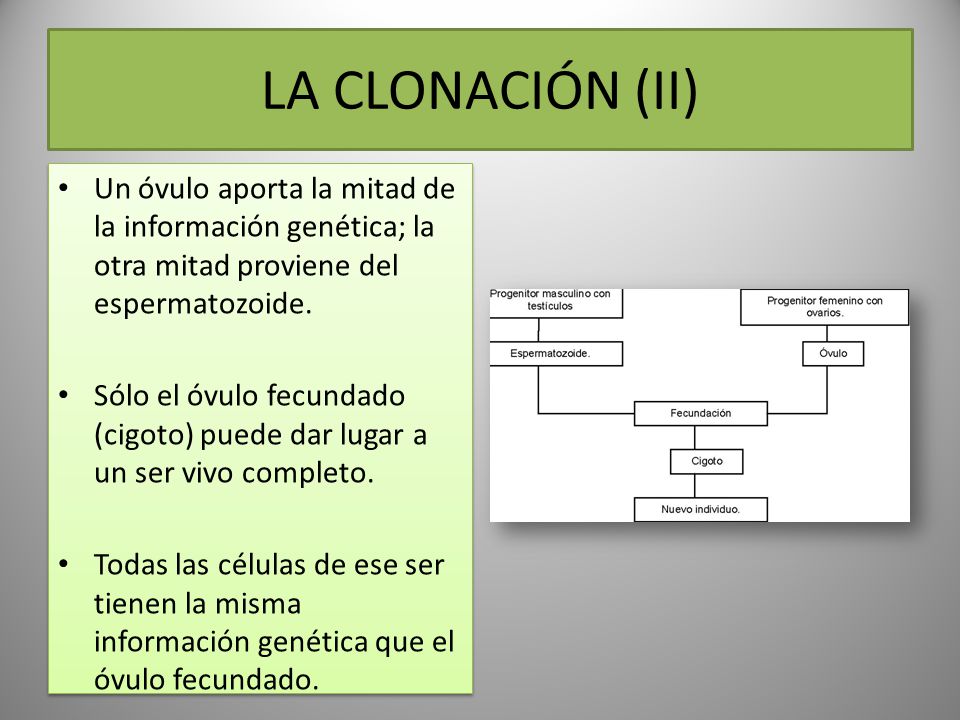LA CLONACIÓN (II) Un óvulo aporta la mitad de la información genética; la otra mitad proviene del espermatozoide.