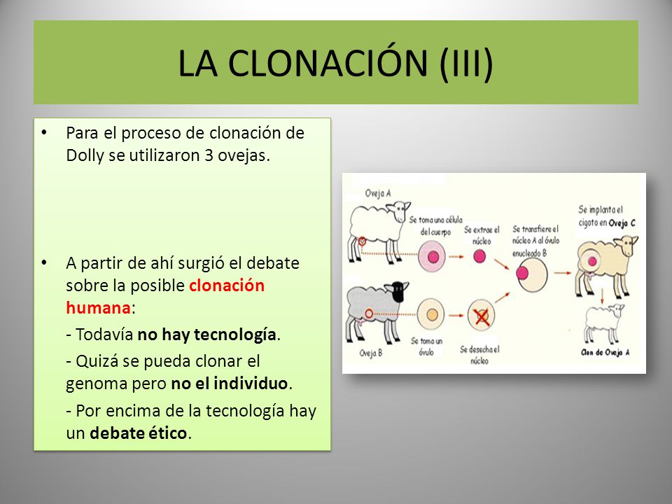 LA CLONACIÓN (III) Para el proceso de clonación de Dolly se utilizaron 3 ovejas. A partir de ahí surgió el debate sobre la posible clonación humana:
