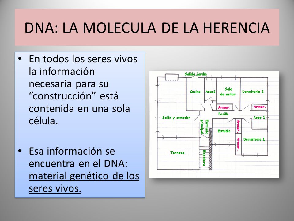 DNA: LA MOLECULA DE LA HERENCIA