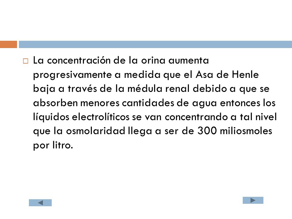 La concentración de la orina aumenta progresivamente a medida que el Asa de Henle baja a través de la médula renal debido a que se absorben menores cantidades de agua entonces los líquidos electrolíticos se van concentrando a tal nivel que la osmolaridad llega a ser de 300 miliosmoles por litro.