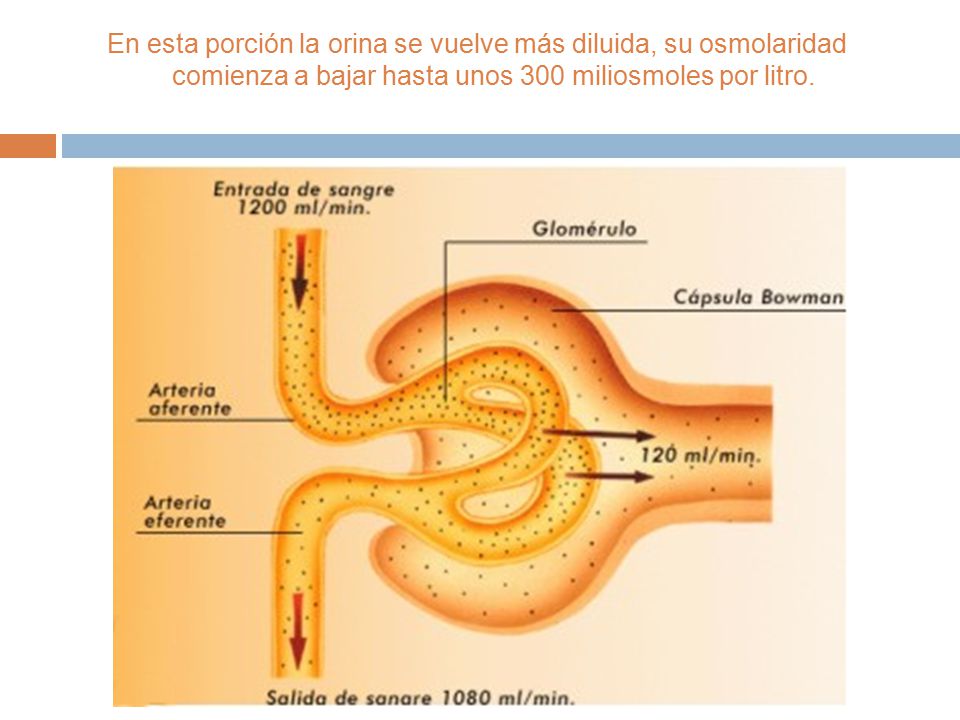 En esta porción la orina se vuelve más diluida, su osmolaridad comienza a bajar hasta unos 300 miliosmoles por litro.