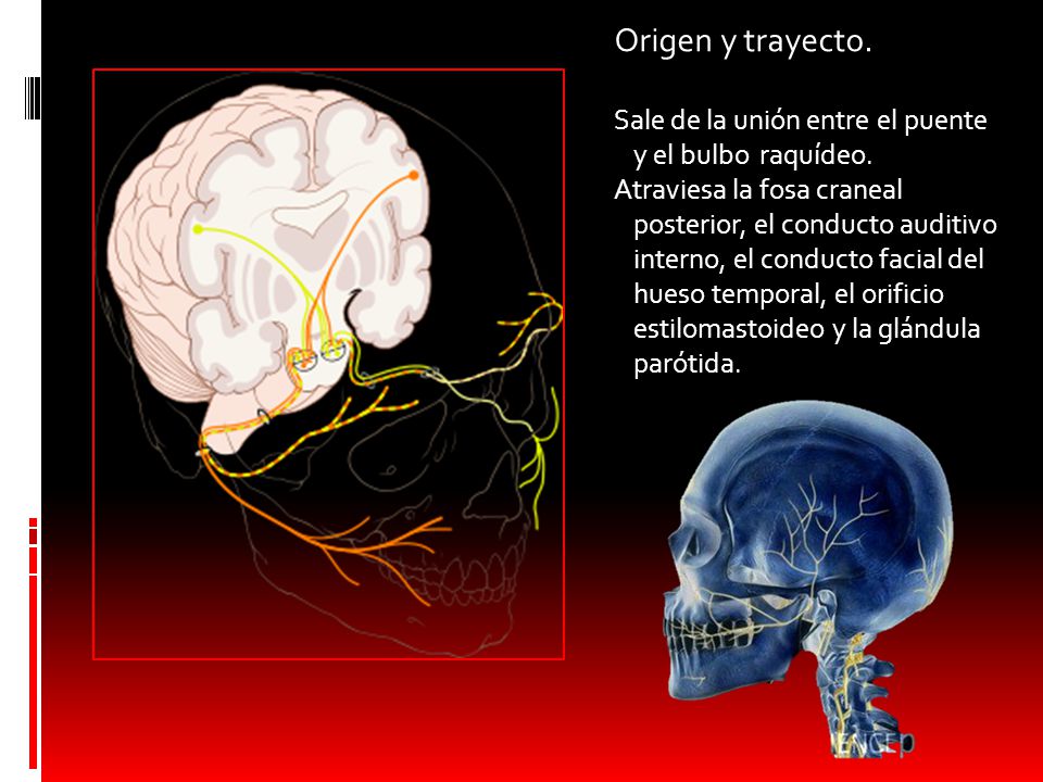 Origen y trayecto. Sale de la unión entre el puente y el bulbo raquídeo.