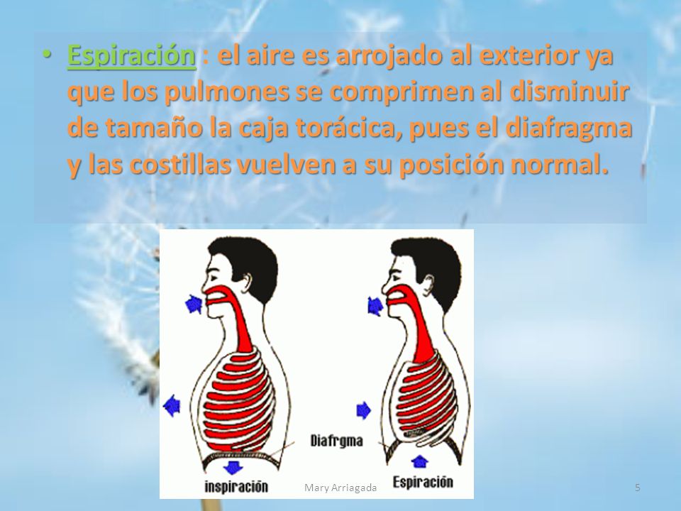 Espiración : el aire es arrojado al exterior ya que los pulmones se comprimen al disminuir de tamaño la caja torácica, pues el diafragma y las costillas vuelven a su posición normal.