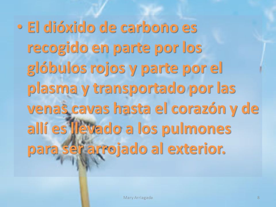El dióxido de carbono es recogido en parte por los glóbulos rojos y parte por el plasma y transportado por las venas cavas hasta el corazón y de allí es llevado a los pulmones para ser arrojado al exterior.