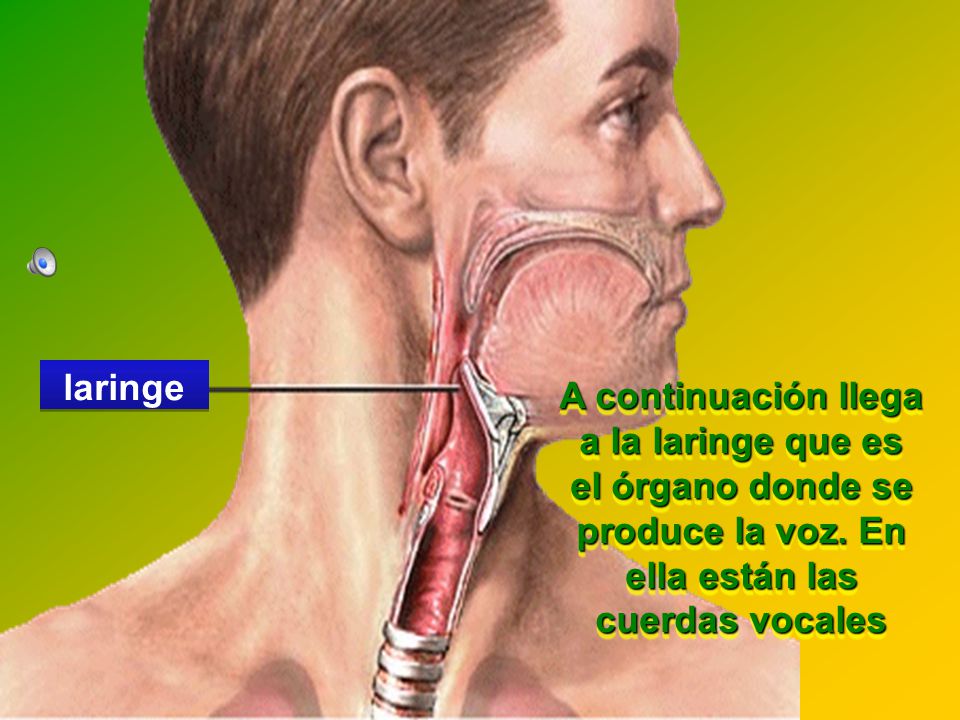 laringe A continuación llega a la laringe que es el órgano donde se produce la voz.