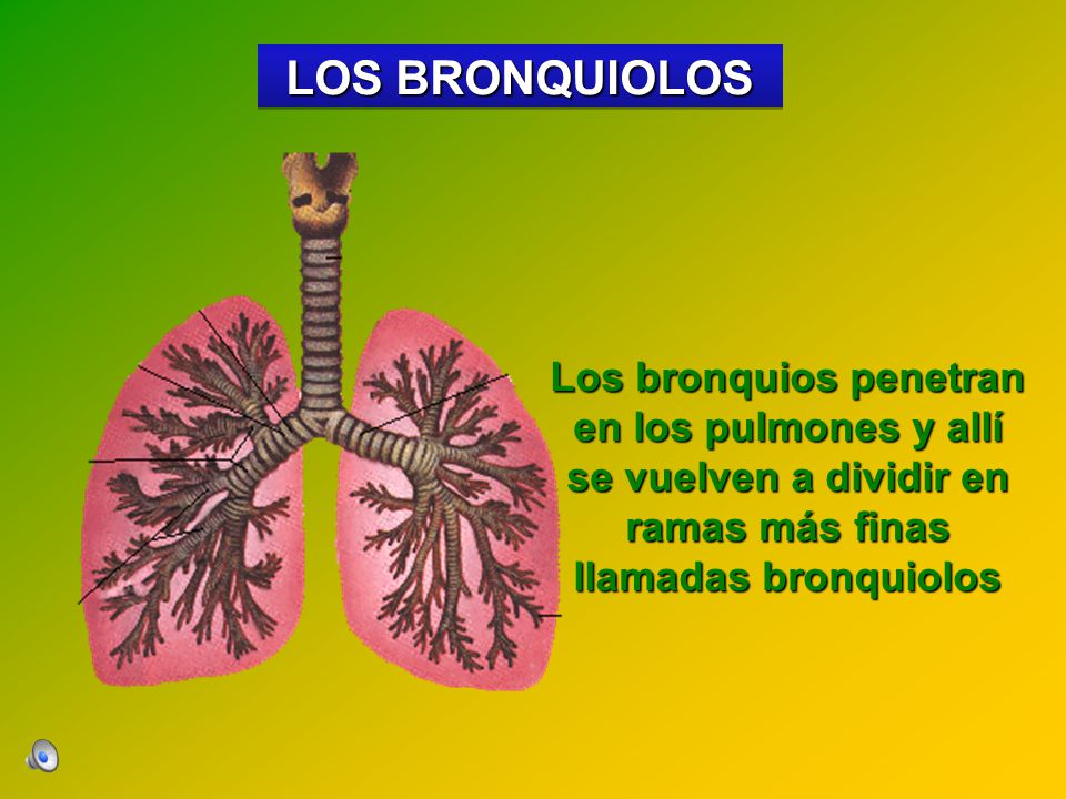 LOS BRONQUIOLOS Los bronquios penetran en los pulmones y allí se vuelven a dividir en ramas más finas llamadas bronquiolos.