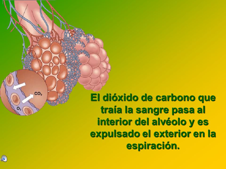 El dióxido de carbono que traía la sangre pasa al interior del alvéolo y es expulsado el exterior en la espiración.